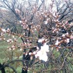 شکوفه های بهاری روستای قلعتین ساوه |شکوفه های بادام قلعتین