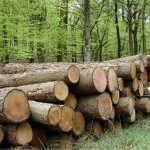 زراعت چوب در کشور دوباره رونق گرفت/ سود خالص ۹۰ میلیون تومانی در هر هکتار