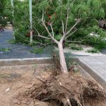 خسارت شدید باد در ساوه | اخبار روز ساوه