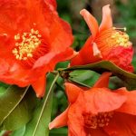 گزارش تصویری از گل انار ساوه | گل انار