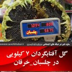 بزرگترين گل آفتابگردان ایران | سنگین ترين گل آفتابگردان